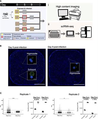 Single-cell RNA profiling of Plasmodium vivax-infected hepatocytes reveals parasite- and host- specific transcriptomic signatures and therapeutic targets